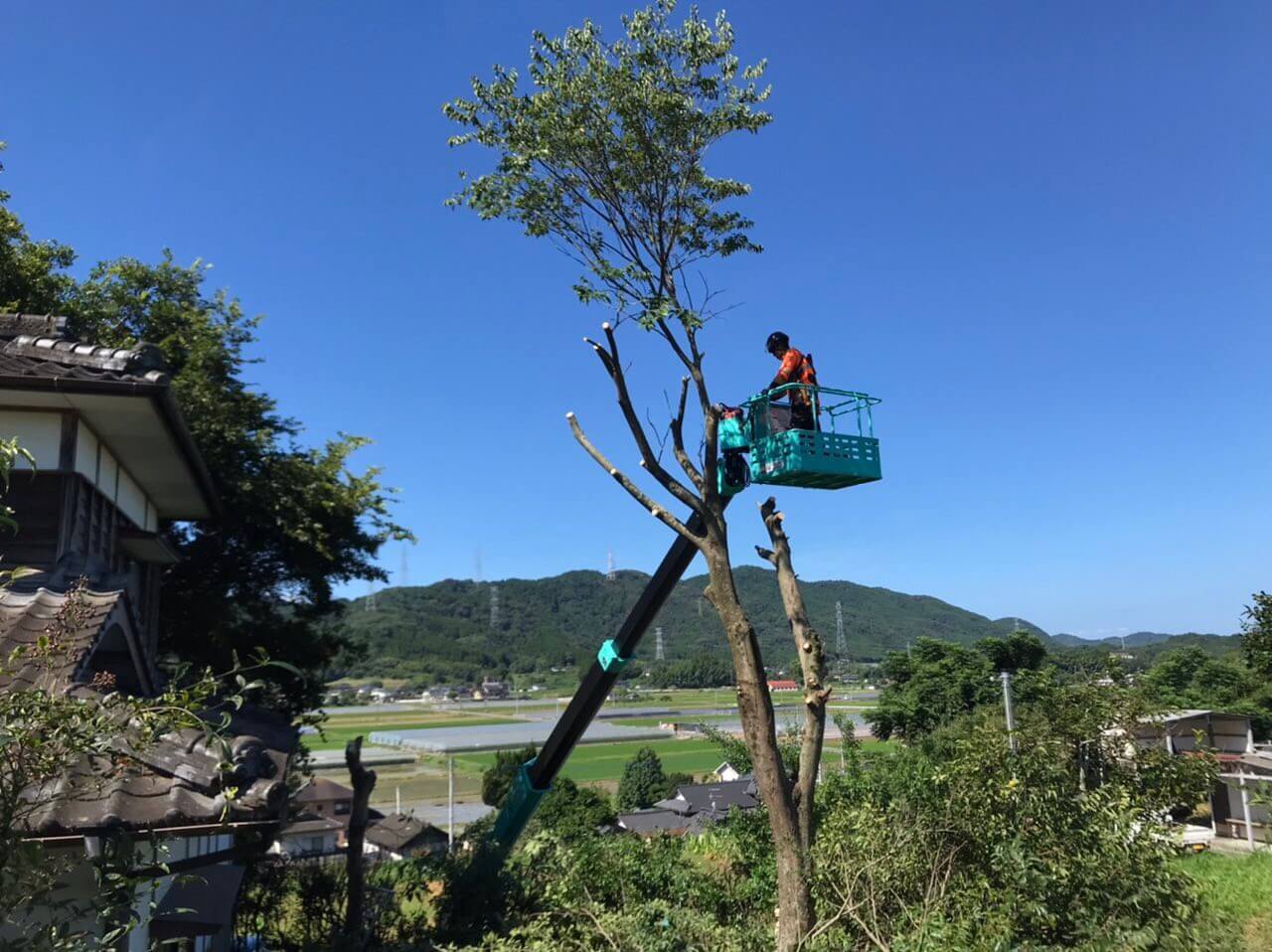 高所作業車で届く範囲を先に切ってしまいます